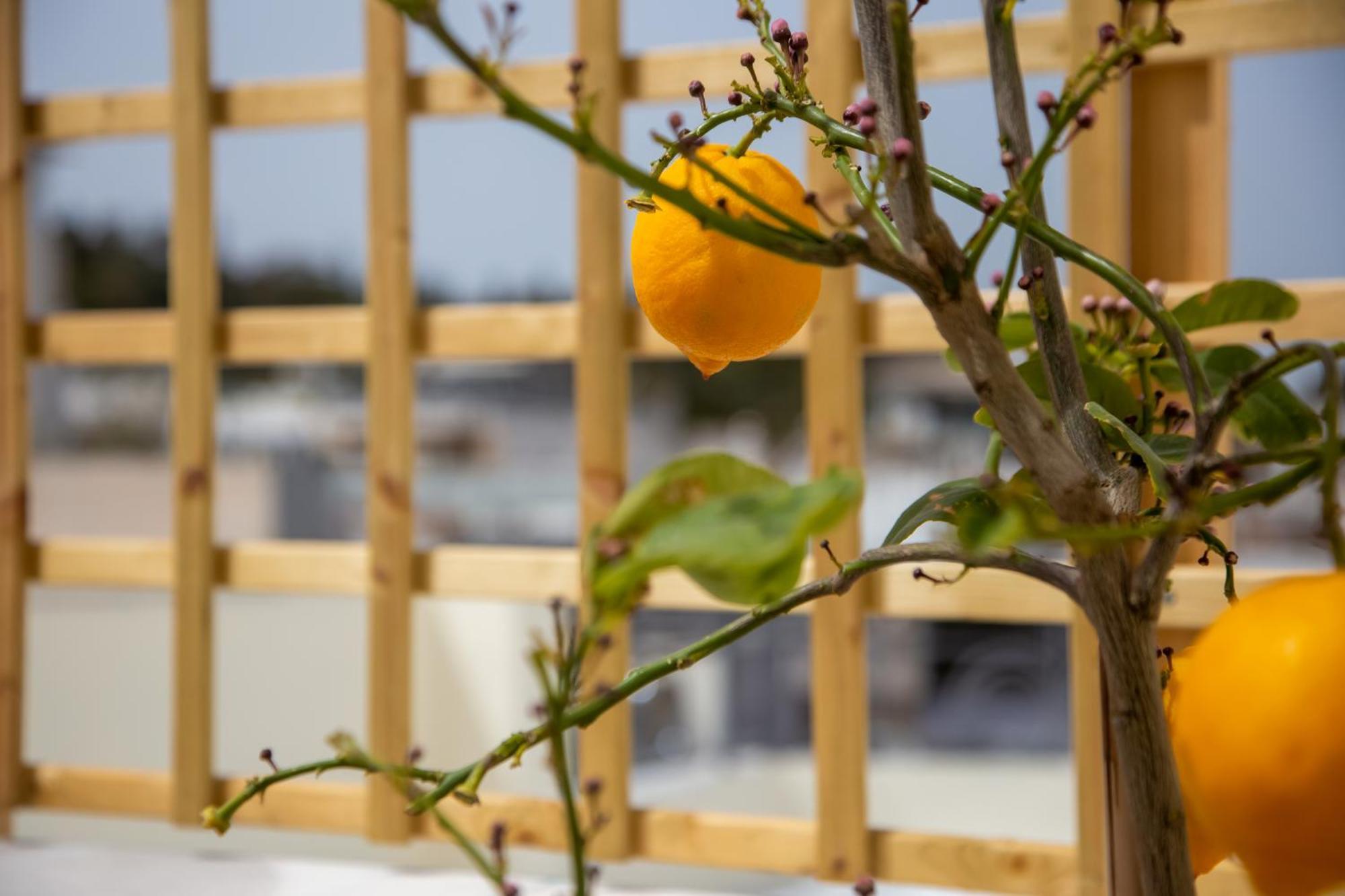 Thalia By Heloni Apartments เอเธนส์ ภายนอก รูปภาพ